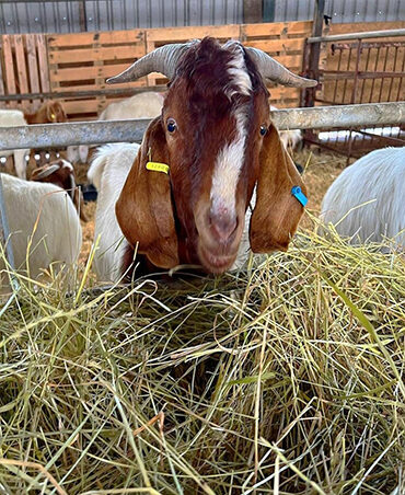 Red Brahman Cattle