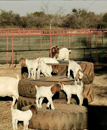 Jersey Dairy Cow