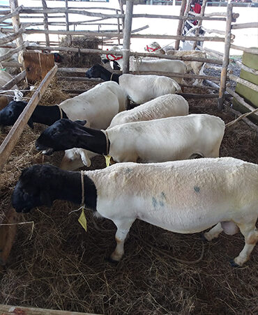 Hampshire Sheep