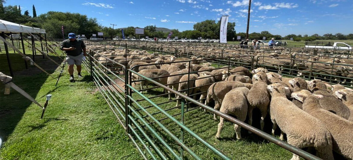 Damara Sheep