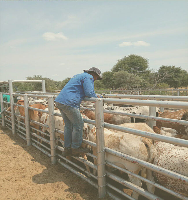 Mtas Livestocks livestock