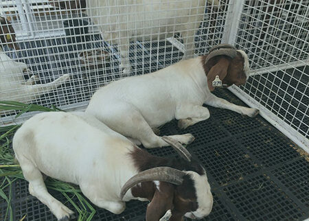 Goat breeder South Africa