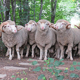Hampshire Sheep
