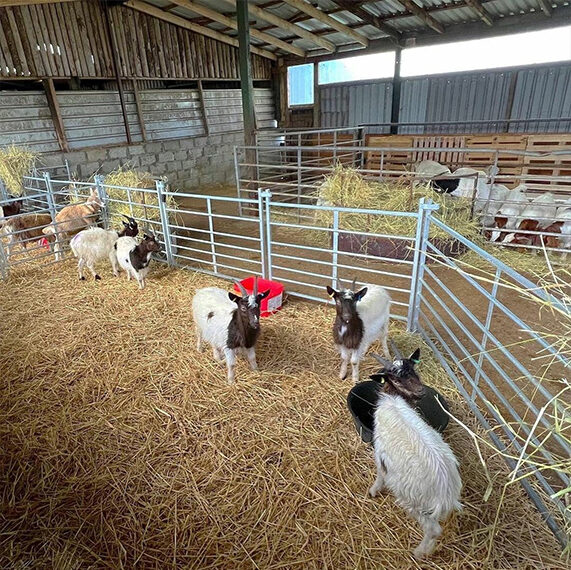 Simbra Cattle