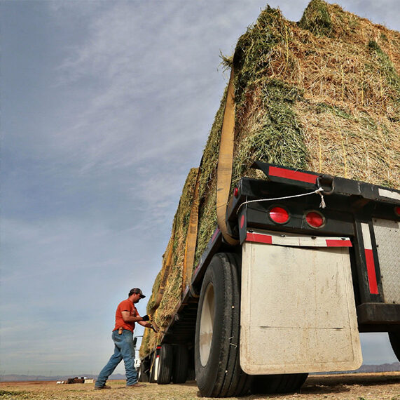 Grass Hay