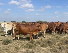 Ankole Cattle