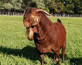 Animal feed