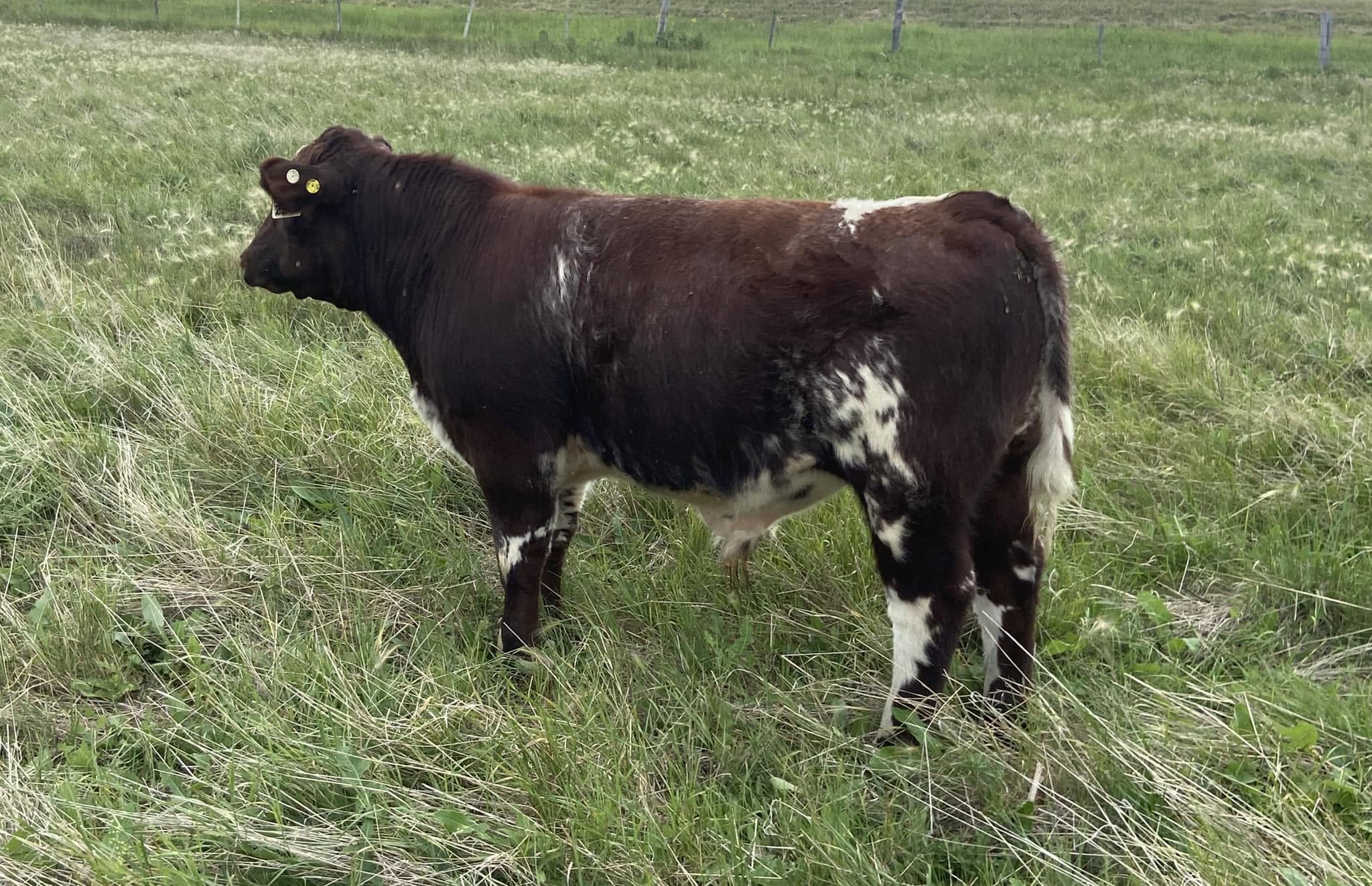 Shorthorn Cattle