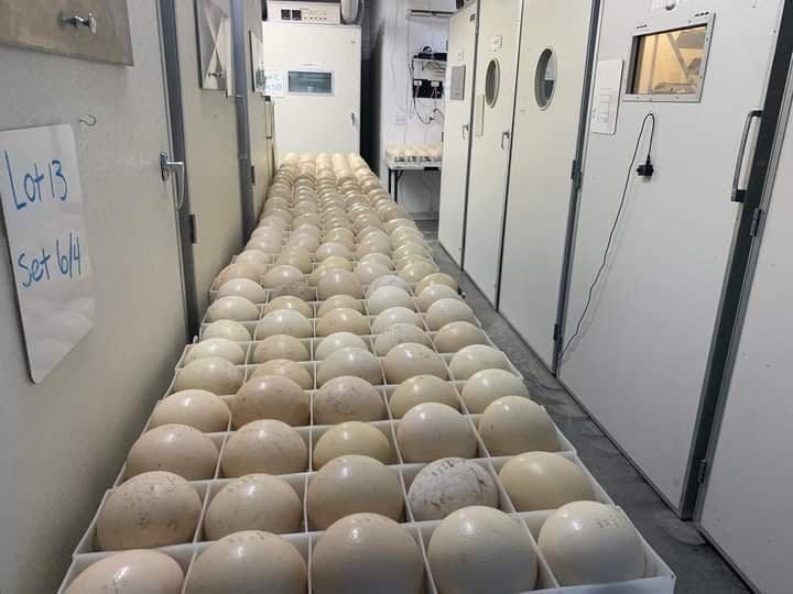 Ostrich Eggs