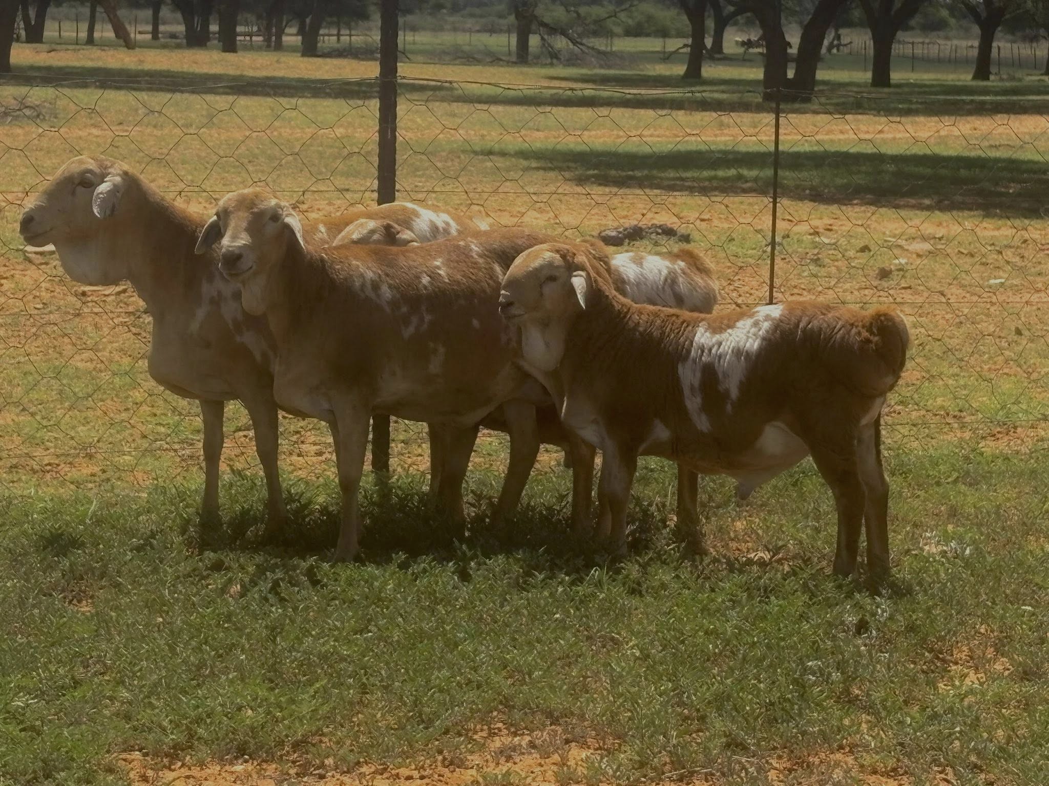 Persian Sheep