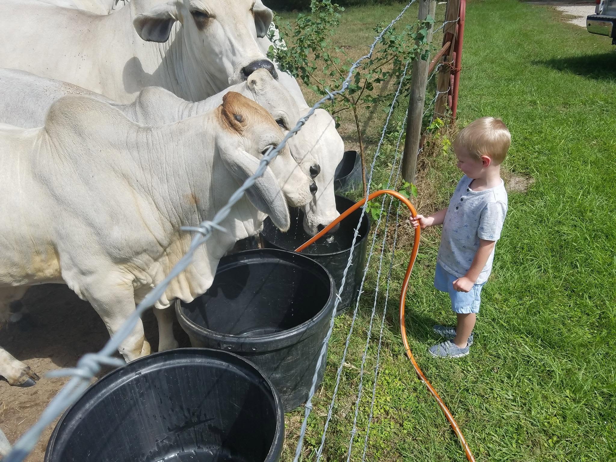 Gray Brahman Cattle