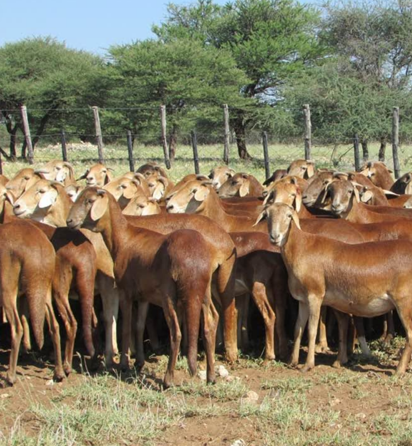 Damara Sheep