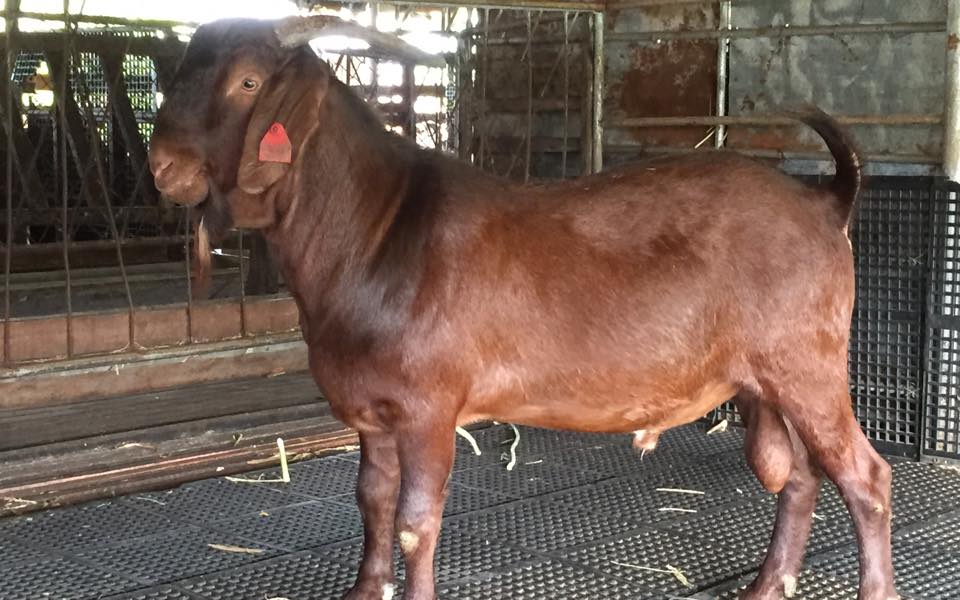 Kalahari Red Goat
