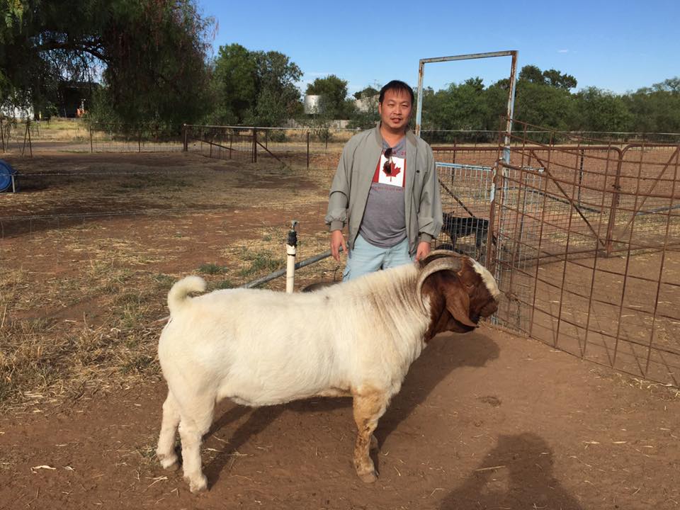 Boer Goat