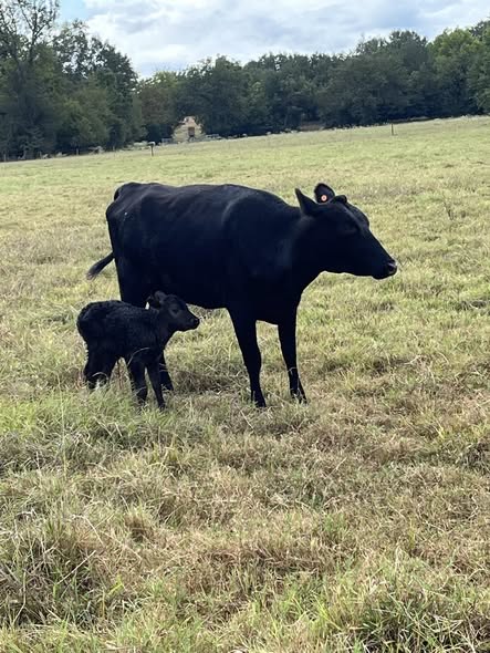 Wagyu Beef Cattle
