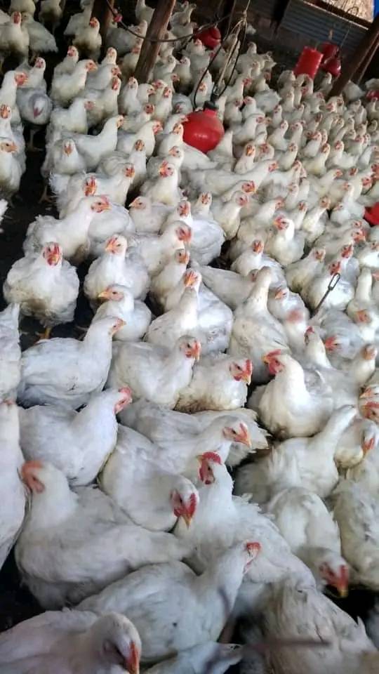 Broiler chickens - Ready For Meat