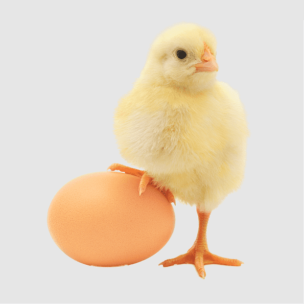 Premium Hatching Eggs