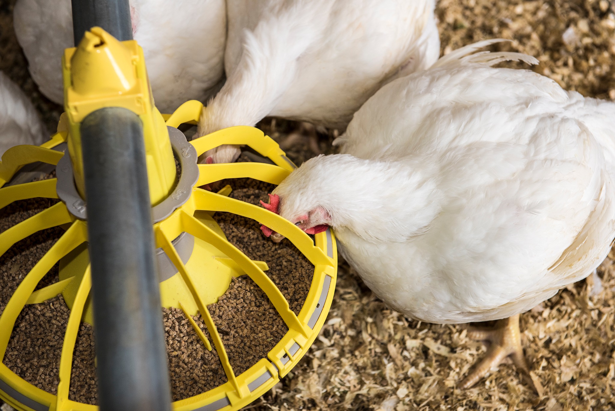 Broiler chickens - Ready For Meat