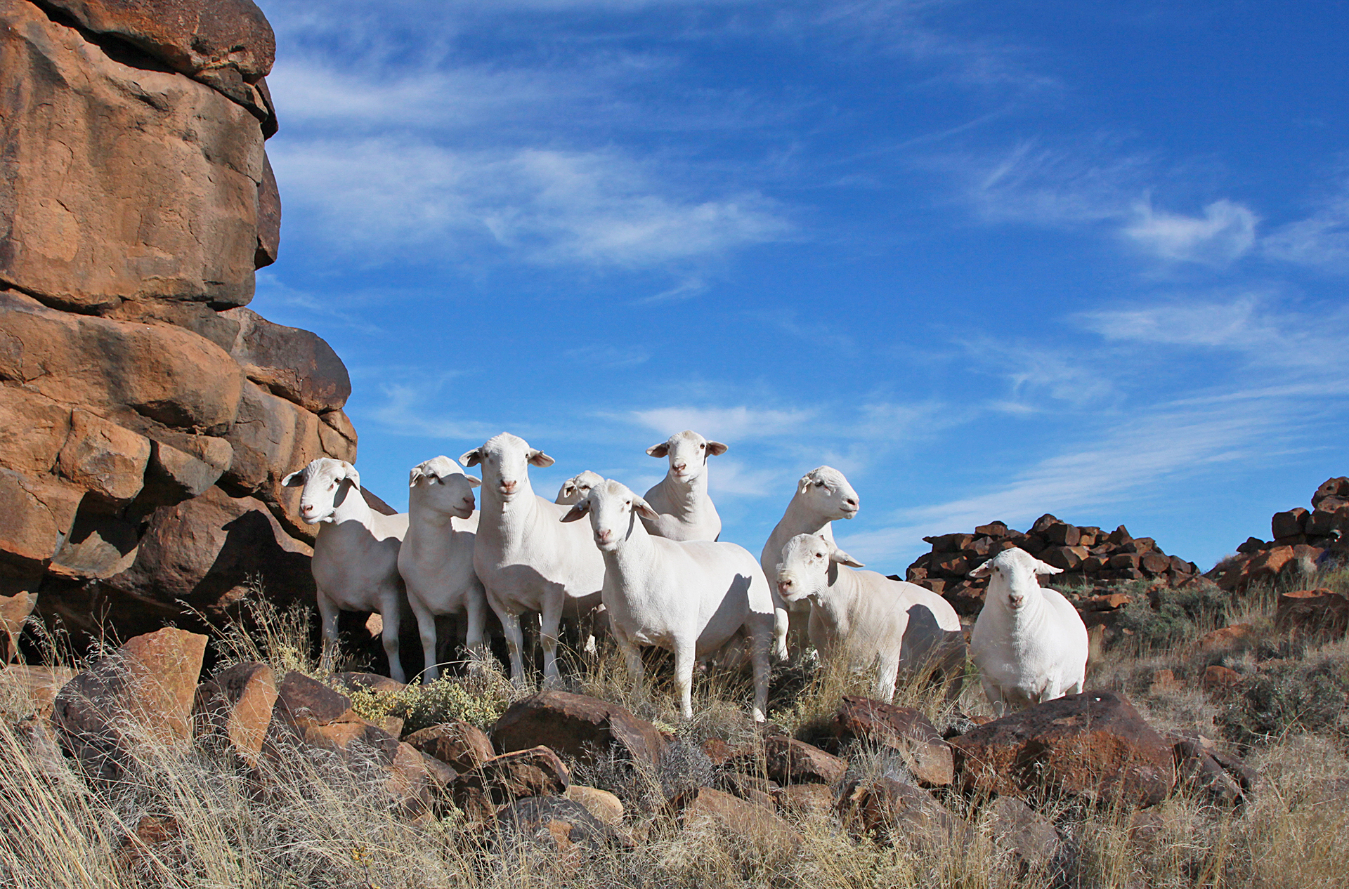White Dorper Sheep