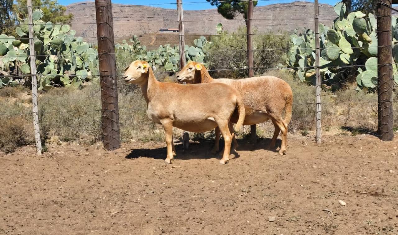 Meatmaster Sheep