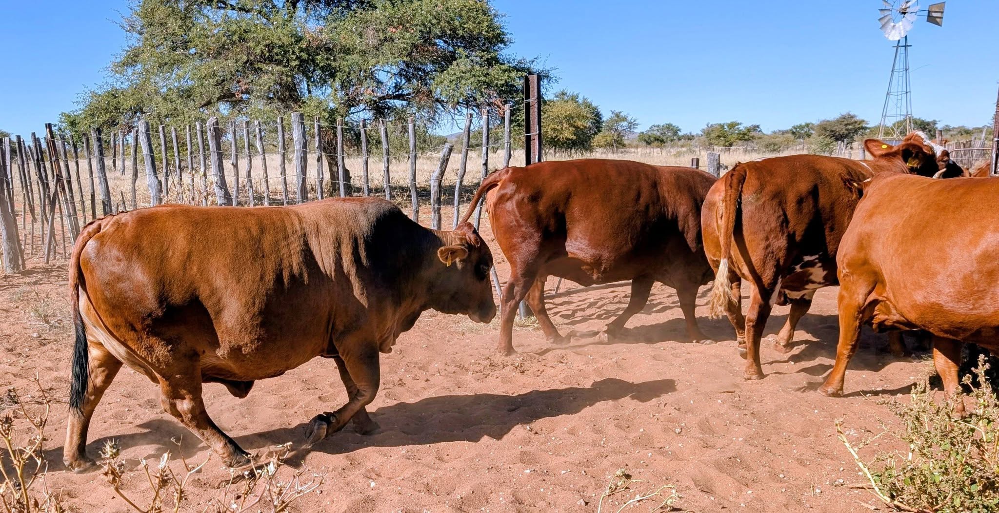 Simbra Cattle