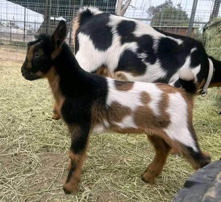 Dwarf Goat