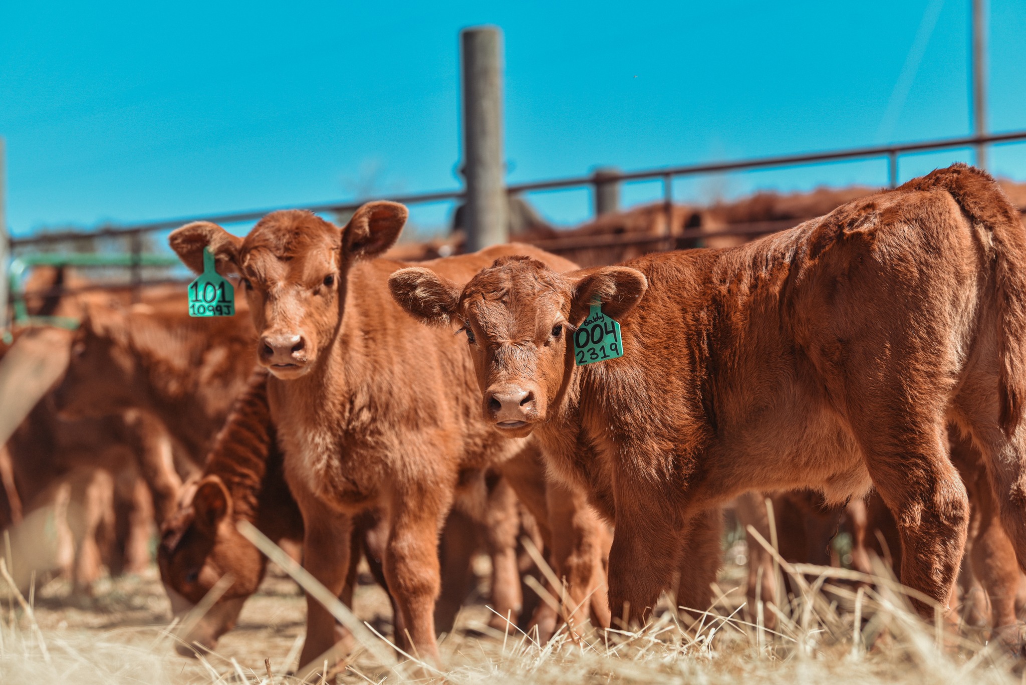 Red Angus Beef Cattle
