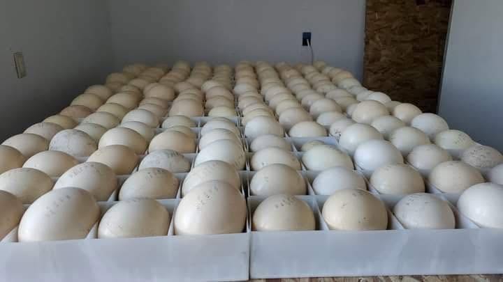 Ostrich Eggs