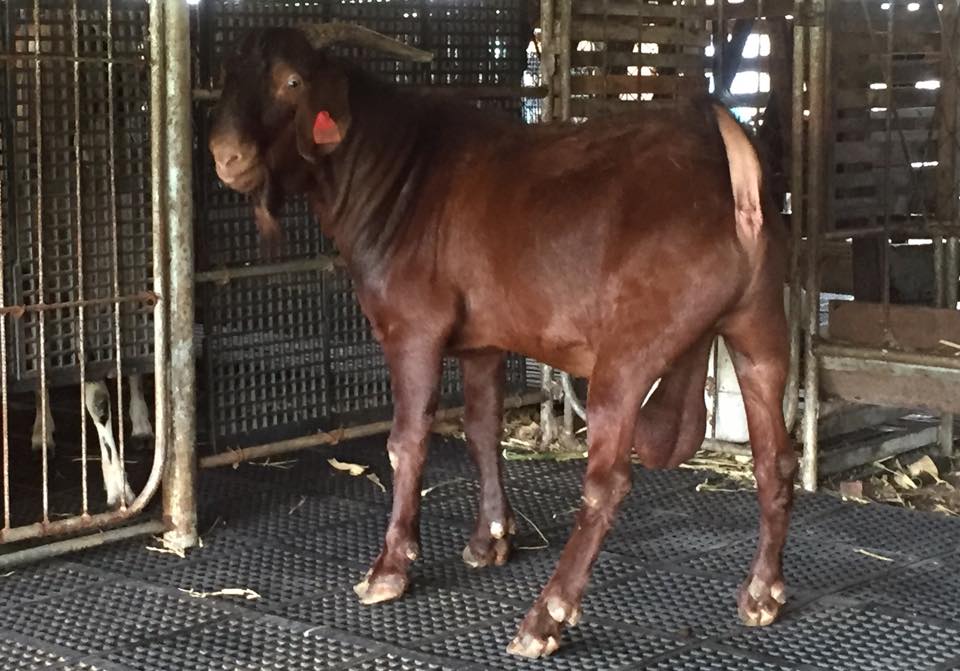 Kalahari Red Goat