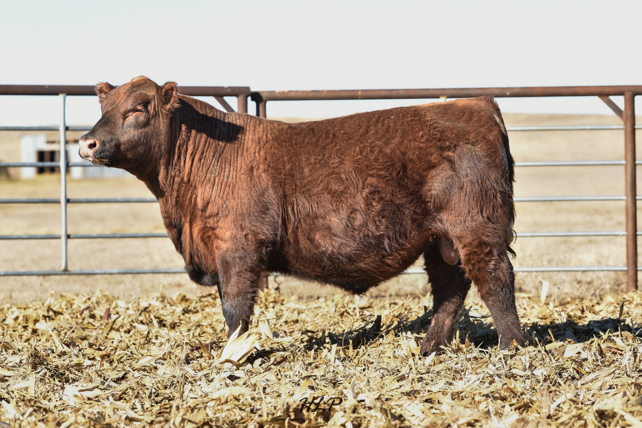 Red Angus Beef Cattle