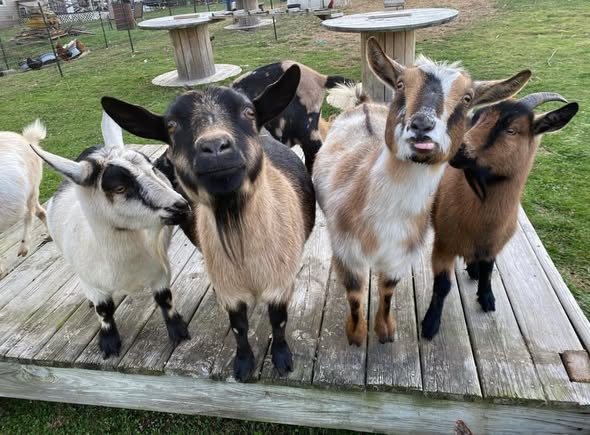 Pygmy Goat