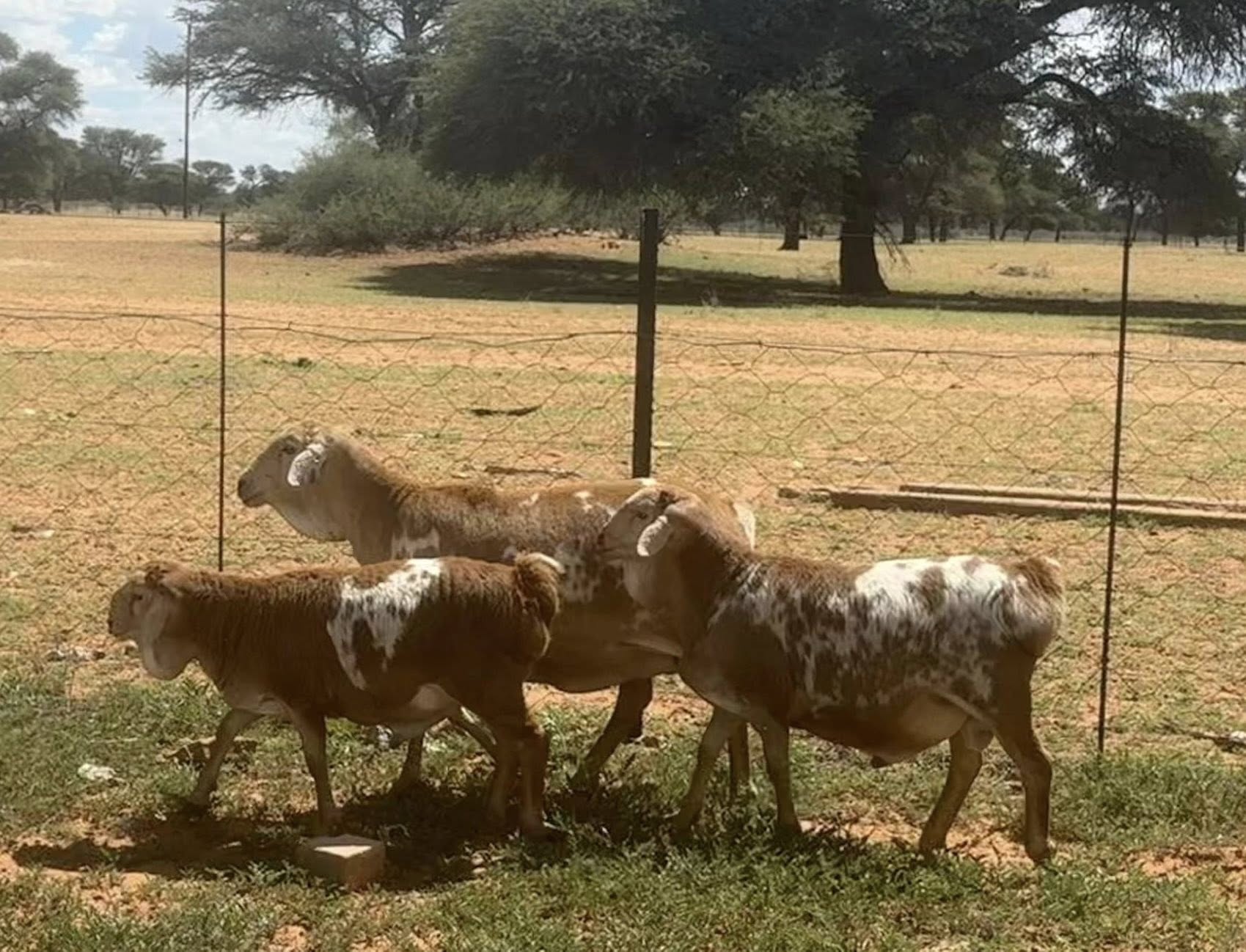 Persian Sheep