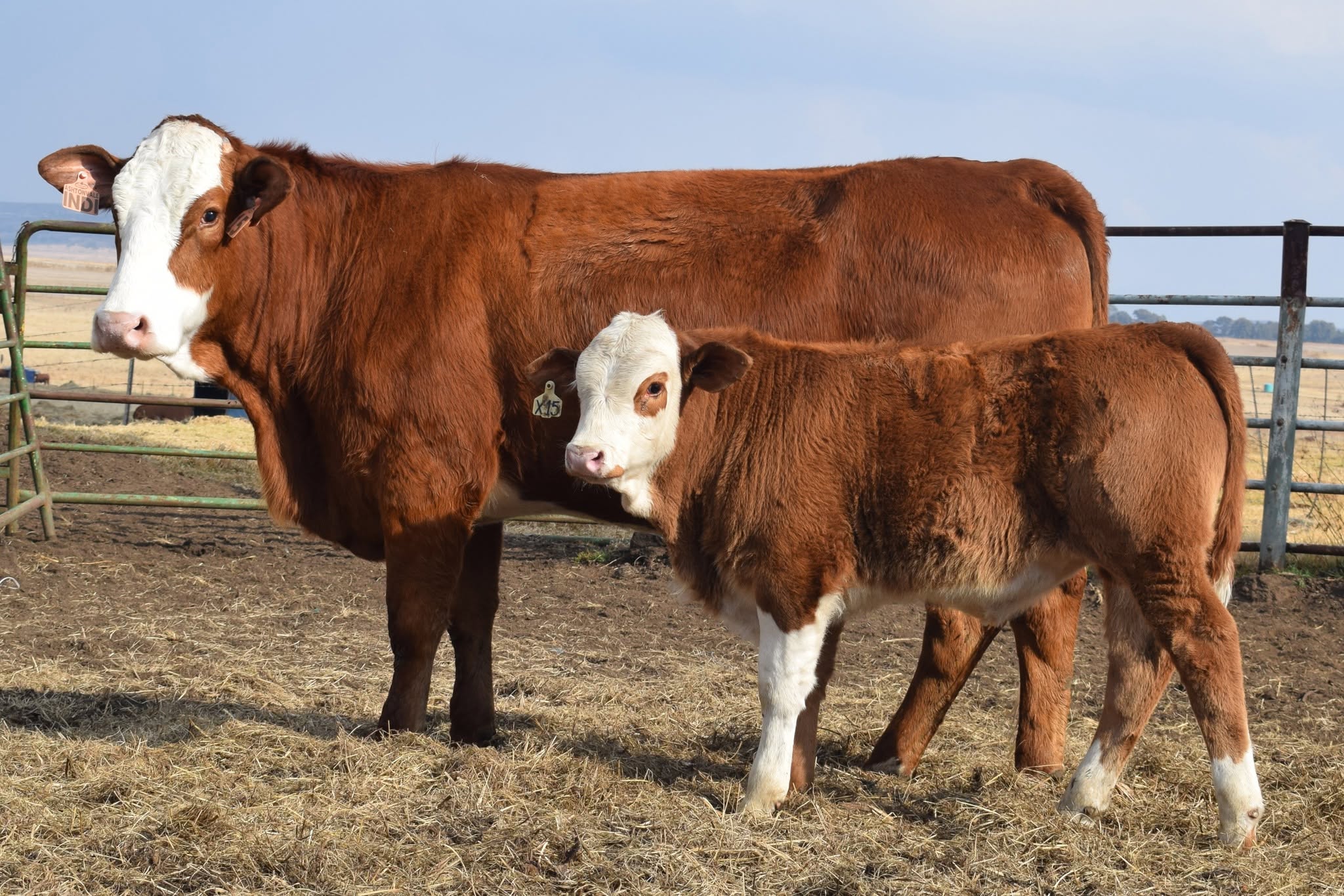 Simmentaler Cattle