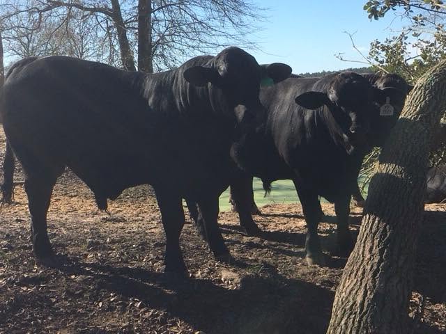 Brangus Cattle