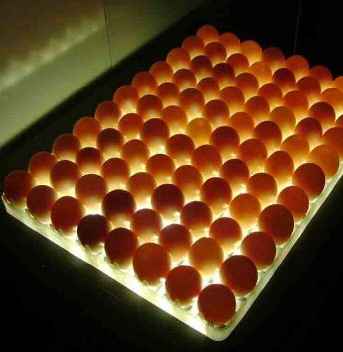 Egg Fertility Tester