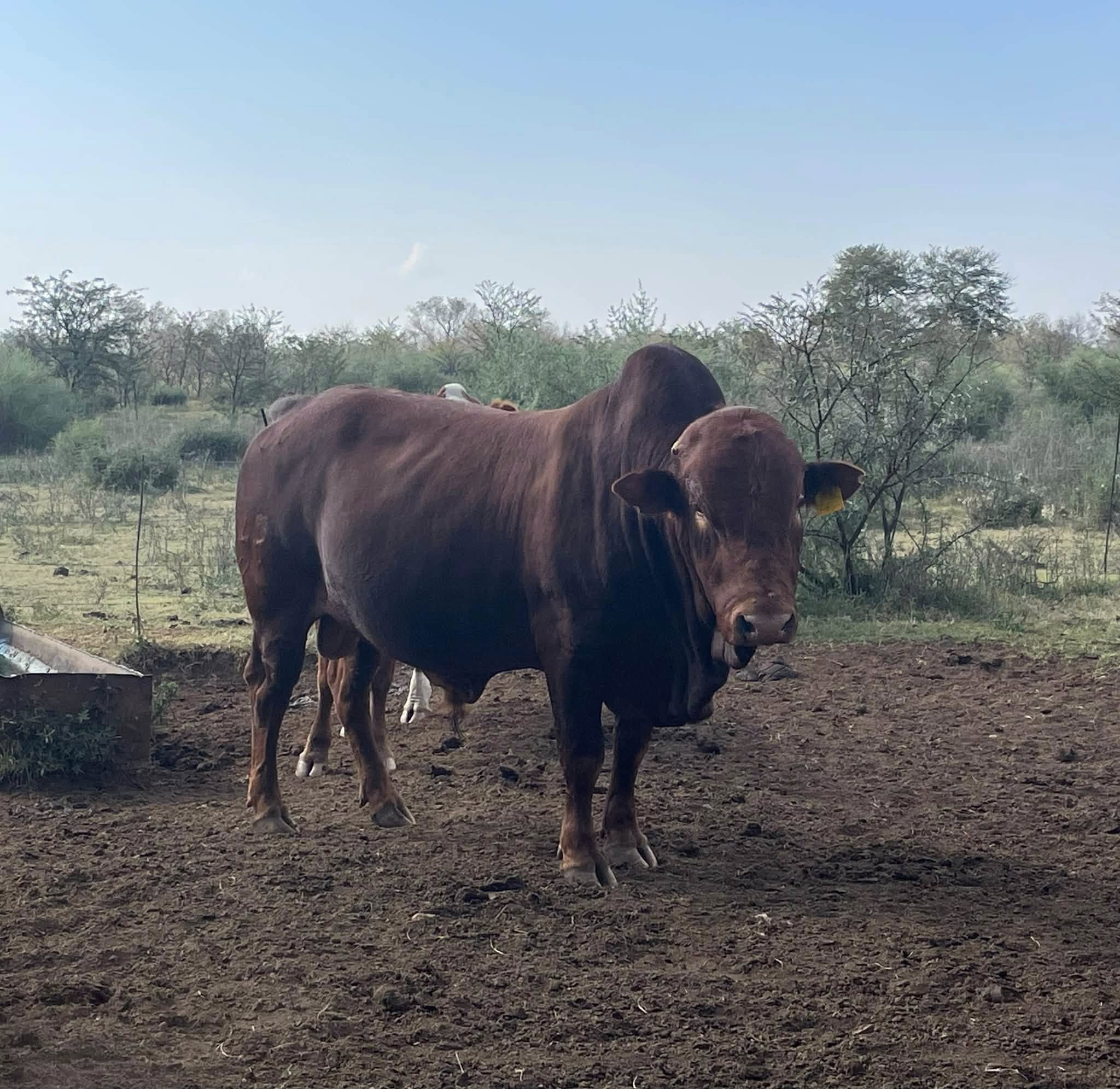 Afrikaner Cattle