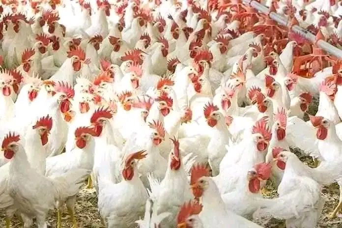 Broiler chickens - Ready For Meat