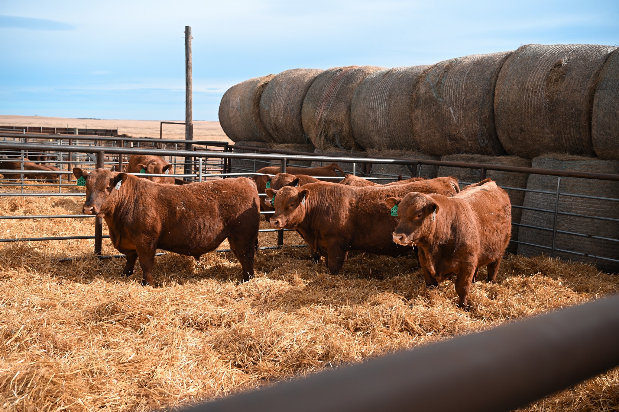Red Angus Beef Cattle