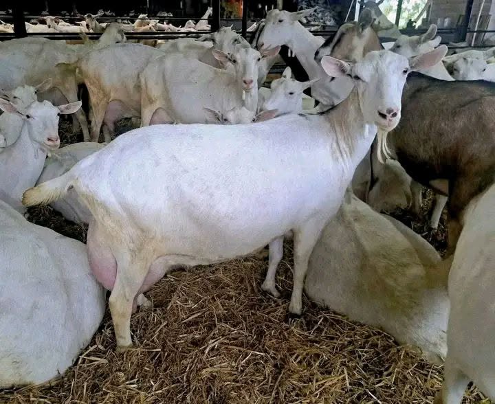Saanen Goat