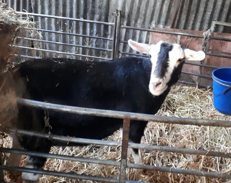 British Alpine Goat