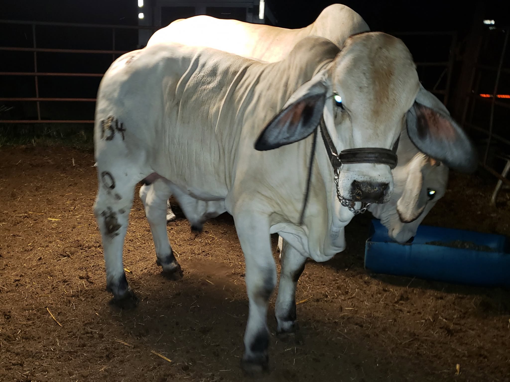 Gray Brahman Cattle