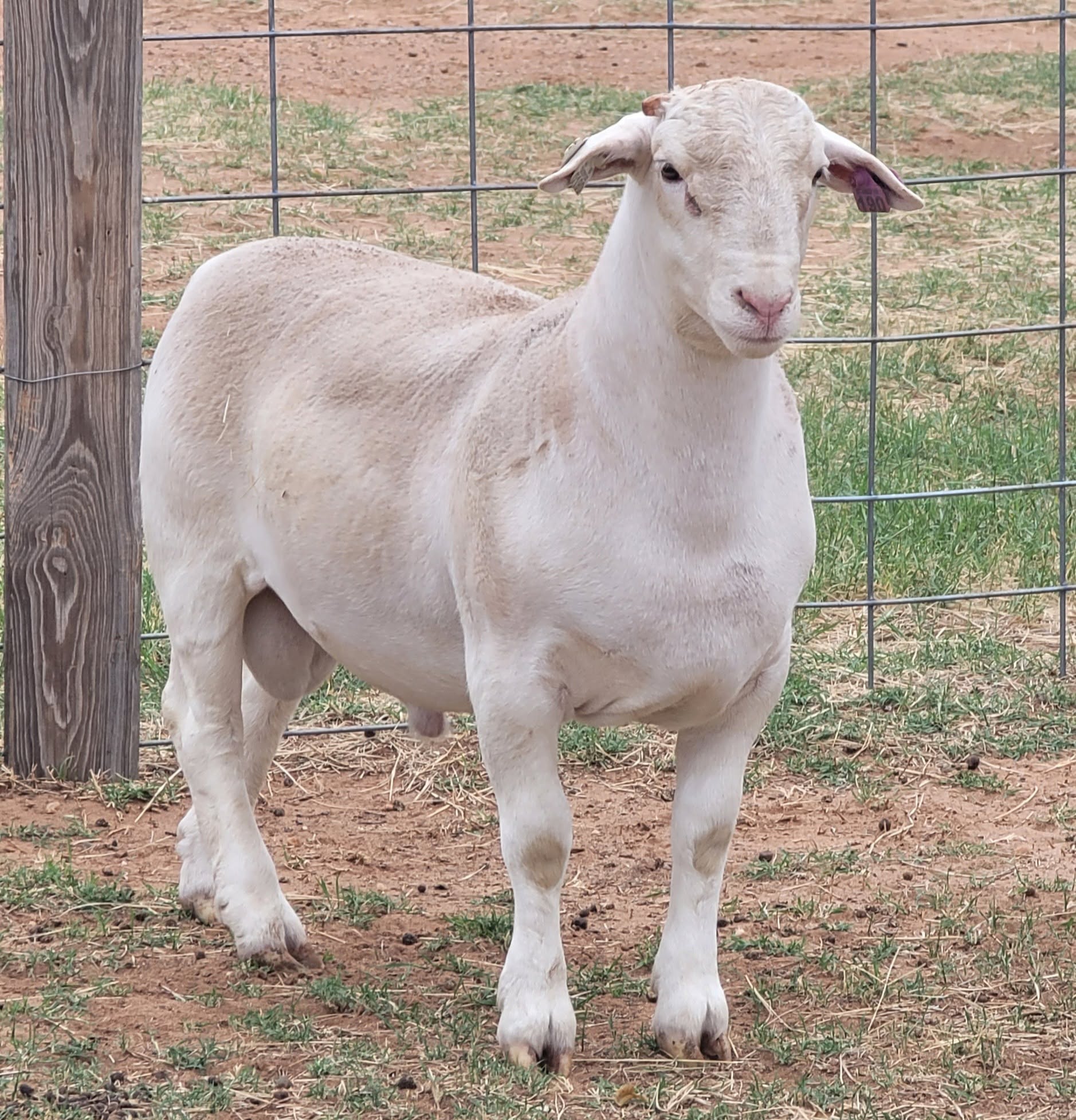 Hampshire Sheep