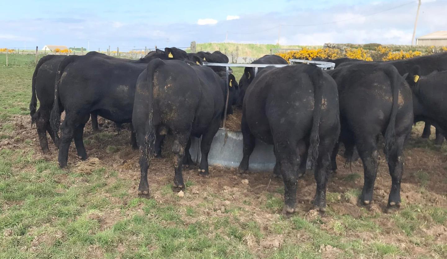 Black Angus Beef Cattle