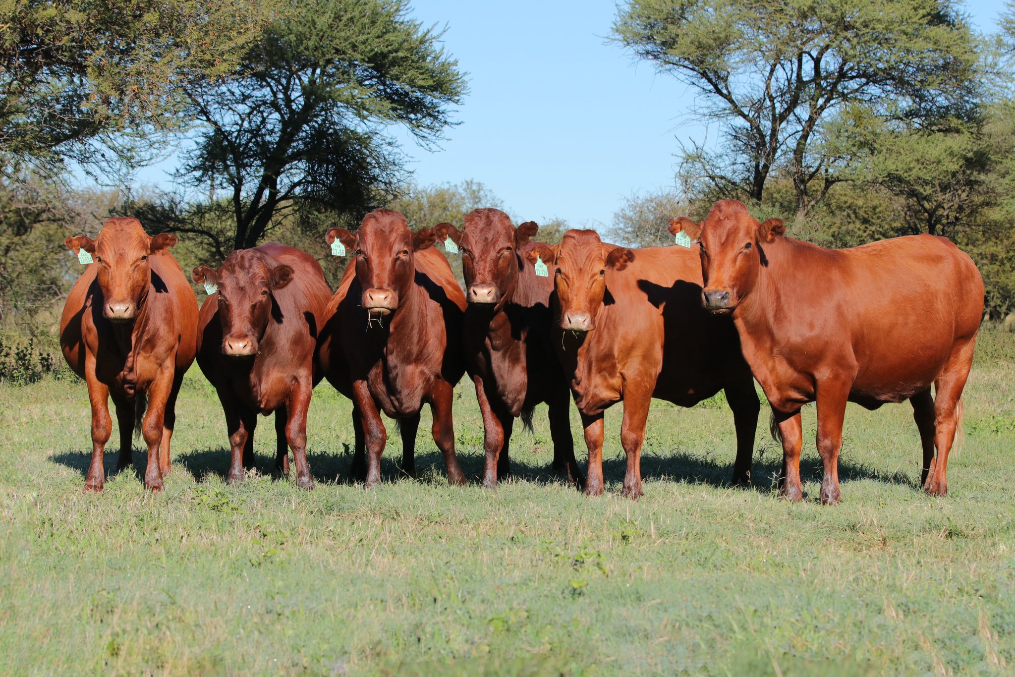 Bonsmara Cattle