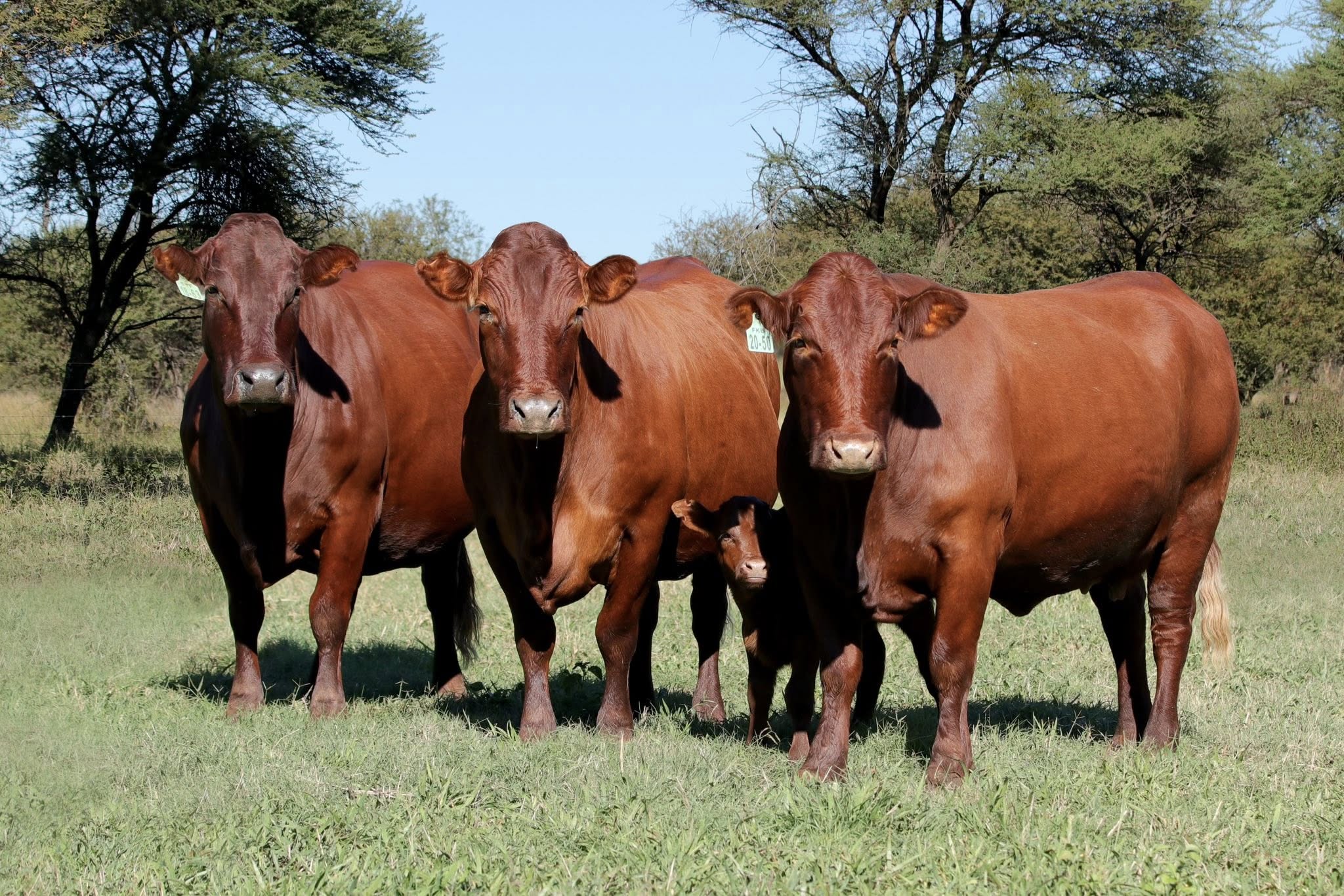 Bonsmara Cattle