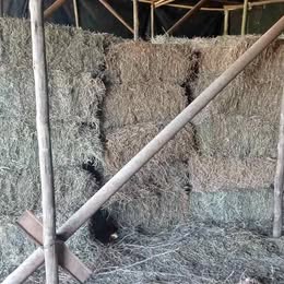 Grass Hay