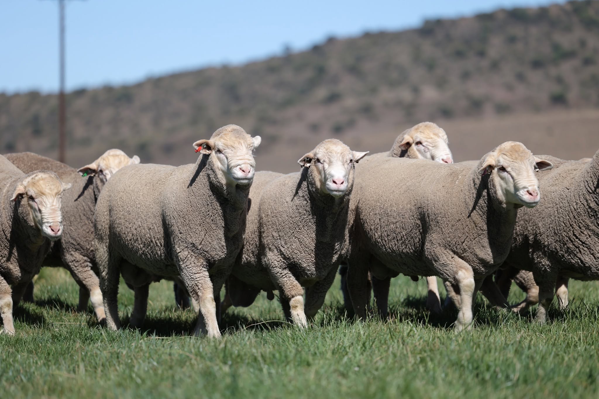 Dohne Merino Sheep