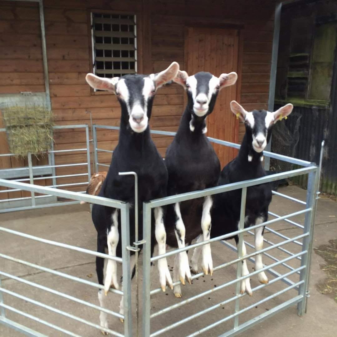British Alpine Goat