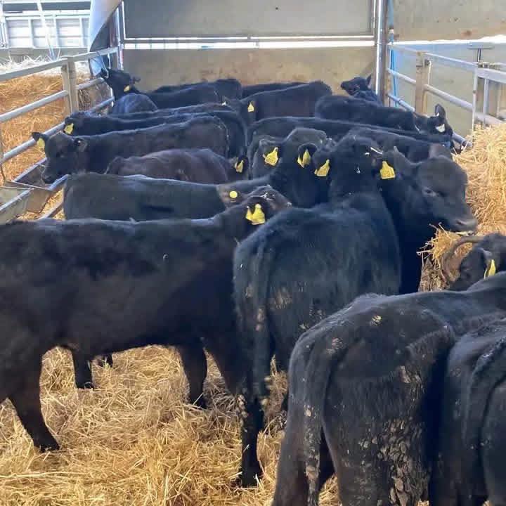 Black Angus Beef Cattle