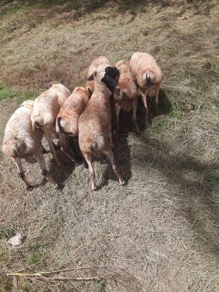 Persian Sheep